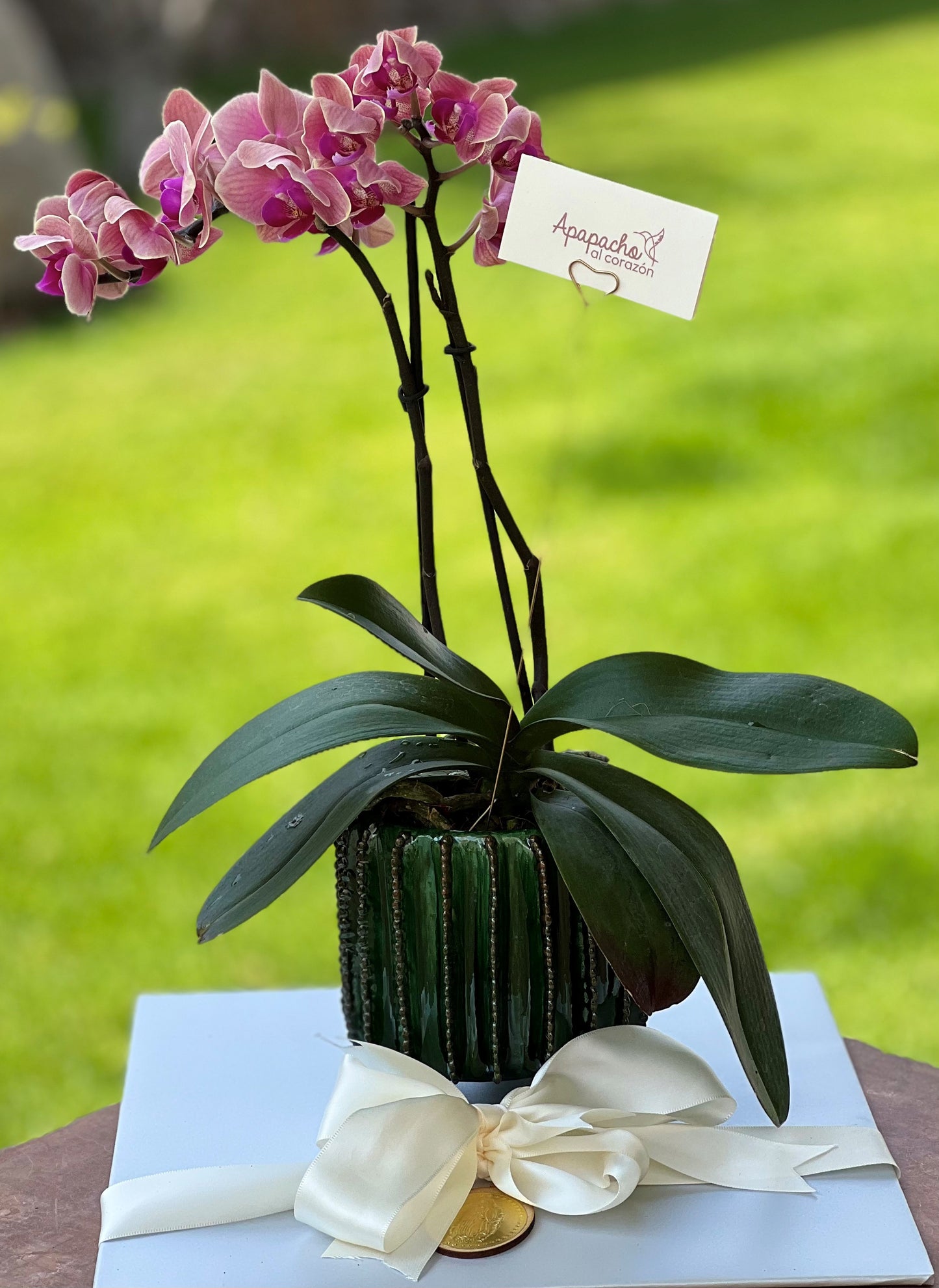 Orquidea en maceta