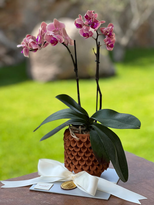 Orquidea en maceta
