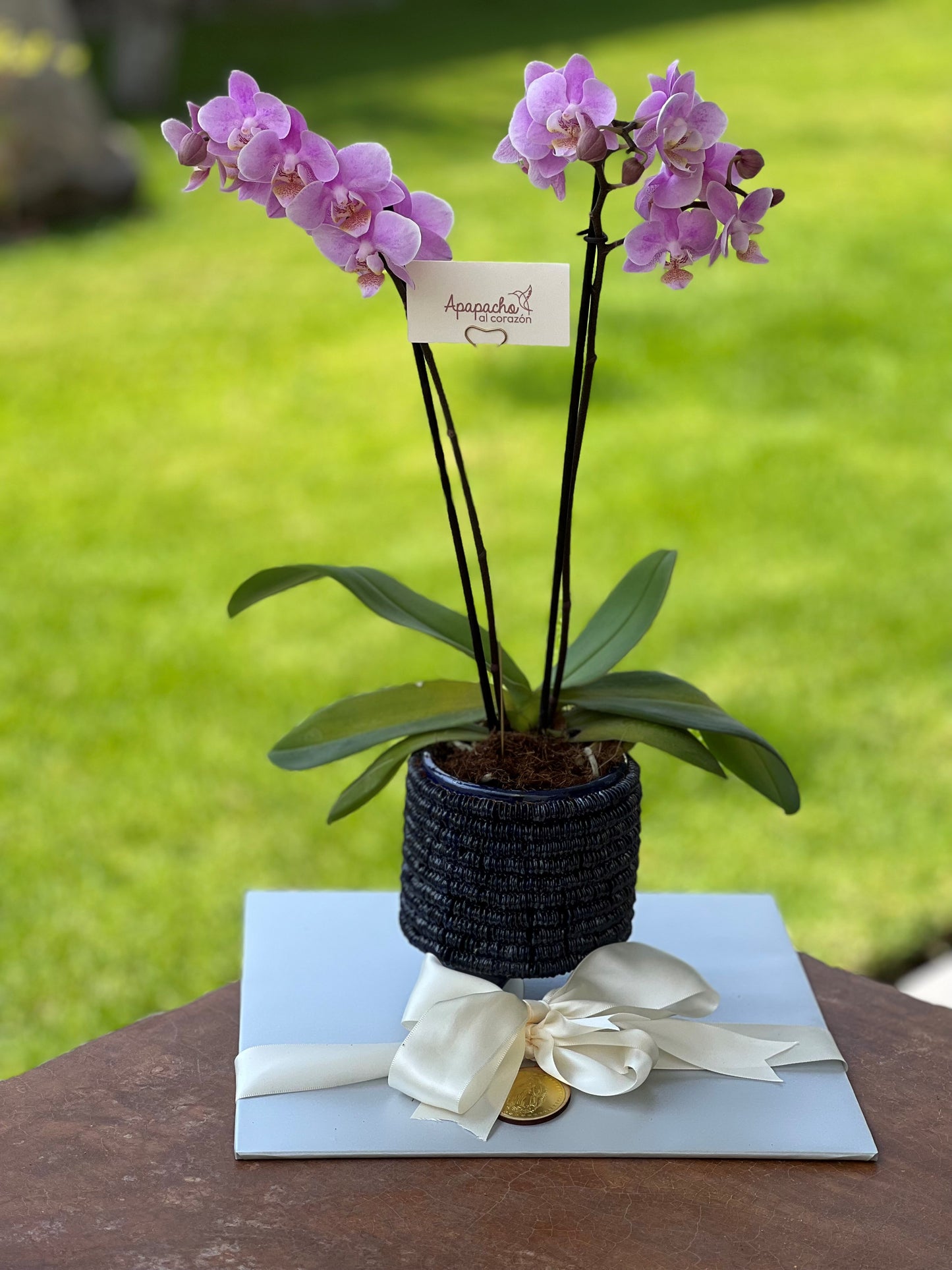 Orquidea en maceta